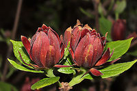 Carolina Sweetshrub (Calycanthus floridus) Growing at a disturbed mixed forest edge. <br />
https://www.jungledragon.com/image/111459/carolina_sweetshrub_calycanthus_floridus.html<br />
https://www.jungledragon.com/image/111457/carolina_sweetshrub_calycanthus_floridus.html<br />
https://www.jungledragon.com/image/111456/carolina_sweetshrub_calycanthus_floridus.html Calycanthus floridus,Carolina Sweetshrub,Geotagged,Spring,United States