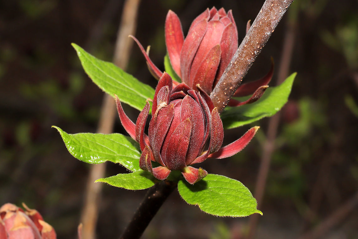 Carolina Sweetshrub (Calycanthus floridus) Growing at a disturbed mixed forest edge.<br />
<figure class="photo"><a href="https://www.jungledragon.com/image/111458/carolina_sweetshrub_calycanthus_floridus.html" title="Carolina Sweetshrub (Calycanthus floridus)"><img src="https://s3.amazonaws.com/media.jungledragon.com/images/3231/111458_thumb.jpg?AWSAccessKeyId=05GMT0V3GWVNE7GGM1R2&Expires=1767225610&Signature=6teFb2eegl5diQBv0Z8YUCNdsBE%3D" width="200" height="134" alt="Carolina Sweetshrub (Calycanthus floridus) Growing at a disturbed mixed forest edge. <br />
https://www.jungledragon.com/image/111459/carolina_sweetshrub_calycanthus_floridus.html<br />
https://www.jungledragon.com/image/111457/carolina_sweetshrub_calycanthus_floridus.html<br />
https://www.jungledragon.com/image/111456/carolina_sweetshrub_calycanthus_floridus.html Calycanthus floridus,Carolina Sweetshrub,Geotagged,Spring,United States" /></a></figure><br />
<figure class="photo"><a href="https://www.jungledragon.com/image/111457/carolina_sweetshrub_calycanthus_floridus.html" title="Carolina Sweetshrub (Calycanthus floridus)"><img src="https://s3.amazonaws.com/media.jungledragon.com/images/3231/111457_thumb.jpg?AWSAccessKeyId=05GMT0V3GWVNE7GGM1R2&Expires=1767225610&Signature=clyr0UgBHQ1jxv5eCi0Jf6FnDvs%3D" width="200" height="134" alt="Carolina Sweetshrub (Calycanthus floridus)  Growing at a disturbed mixed forest edge. <br />
https://www.jungledragon.com/image/111459/carolina_sweetshrub_calycanthus_floridus.html<br />
https://www.jungledragon.com/image/111458/carolina_sweetshrub_calycanthus_floridus.html<br />
https://www.jungledragon.com/image/111456/carolina_sweetshrub_calycanthus_floridus.html Calycanthus floridus,Carolina Sweetshrub,Geotagged,Spring,United States" /></a></figure><br />
<figure class="photo"><a href="https://www.jungledragon.com/image/111456/carolina_sweetshrub_calycanthus_floridus.html" title="Carolina Sweetshrub (Calycanthus floridus)"><img src="https://s3.amazonaws.com/media.jungledragon.com/images/3231/111456_thumb.jpg?AWSAccessKeyId=05GMT0V3GWVNE7GGM1R2&Expires=1767225610&Signature=d7lxA5xNvhUq086py6YpvbG%2B8jI%3D" width="200" height="134" alt="Carolina Sweetshrub (Calycanthus floridus) Growing at a disturbed mixed forest edge.<br />
https://www.jungledragon.com/image/111459/carolina_sweetshrub_calycanthus_floridus.html<br />
https://www.jungledragon.com/image/111457/carolina_sweetshrub_calycanthus_floridus.html<br />
https://www.jungledragon.com/image/111458/carolina_sweetshrub_calycanthus_floridus.html Calycanthus floridus,Carolina Sweetshrub,Geotagged,Spring,United States" /></a></figure> Calycanthus floridus,Carolina Sweetshrub,Geotagged,Spring,United States