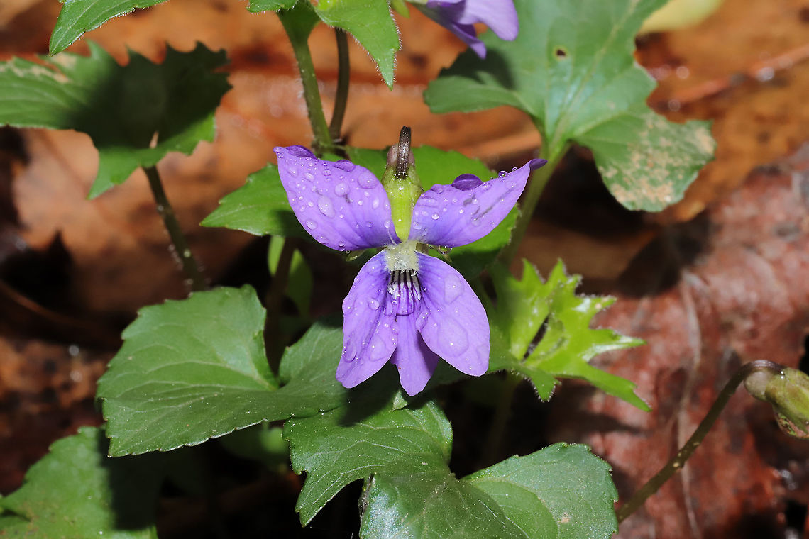Early Blue Violet (Viola palmata) Growing near a flood plain (near a seasonal stream) at a dense mixed forest edge.<br />
<figure class="photo"><a href="https://www.jungledragon.com/image/111577/early_blue_violet_viola_palmata.html" title="Early Blue Violet (Viola palmata)"><img src="https://s3.amazonaws.com/media.jungledragon.com/images/3231/111577_thumb.jpg?AWSAccessKeyId=05GMT0V3GWVNE7GGM1R2&Expires=1759968010&Signature=tb79o0cCmzv%2FXs3WSKhqNiHNXUE%3D" width="200" height="134" alt="Early Blue Violet (Viola palmata) Growing near a flood plain (near a seasonal stream) at a dense mixed forest edge.<br />
https://www.jungledragon.com/image/111576/early_blue_violet_viola_palmata.html Early Blue Violet,Geotagged,Spring,United States,Viola  pedatifida" /></a></figure><br />
 Geotagged,Spring,United States,Viola  pedatifida,Viola pedatifida