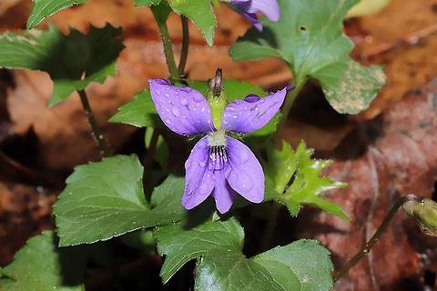 Early Blue Violet (Viola palmata) Growing near a flood plain (near a seasonal stream) at a dense mixed forest edge.
https://www.jungledragon.com/image/111577/early_blue_violet_viola_palmata.html
 Geotagged,Spring,United States,Viola  pedatifida,Viola pedatifida