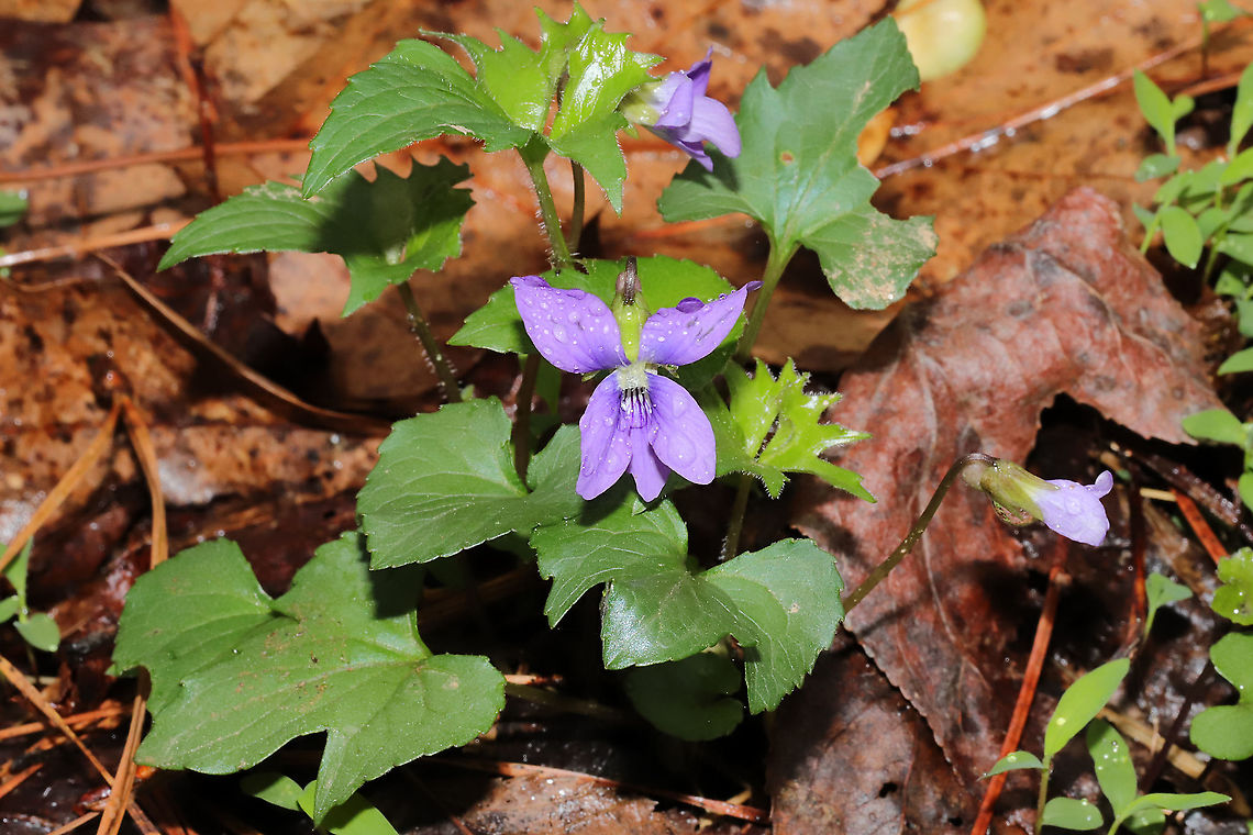 Early Blue Violet (Viola palmata) Growing near a flood plain (near a seasonal stream) at a dense mixed forest edge.<br />
<figure class="photo"><a href="https://www.jungledragon.com/image/111576/early_blue_violet_viola_palmata.html" title="Early Blue Violet (Viola palmata)"><img src="https://s3.amazonaws.com/media.jungledragon.com/images/3231/111576_thumb.jpg?AWSAccessKeyId=05GMT0V3GWVNE7GGM1R2&Expires=1770854410&Signature=zgu844p21%2FSbLextVX34Km8dOrA%3D" width="200" height="134" alt="Early Blue Violet (Viola palmata) Growing near a flood plain (near a seasonal stream) at a dense mixed forest edge.<br />
https://www.jungledragon.com/image/111577/early_blue_violet_viola_palmata.html<br />
 Geotagged,Spring,United States,Viola  pedatifida,Viola pedatifida" /></a></figure> Early Blue Violet,Geotagged,Spring,United States,Viola  pedatifida