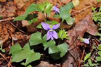 Early Blue Violet (Viola palmata) Growing near a flood plain (near a seasonal stream) at a dense mixed forest edge.<br />
https://www.jungledragon.com/image/111576/early_blue_violet_viola_palmata.html Early Blue Violet,Geotagged,Spring,United States,Viola  pedatifida