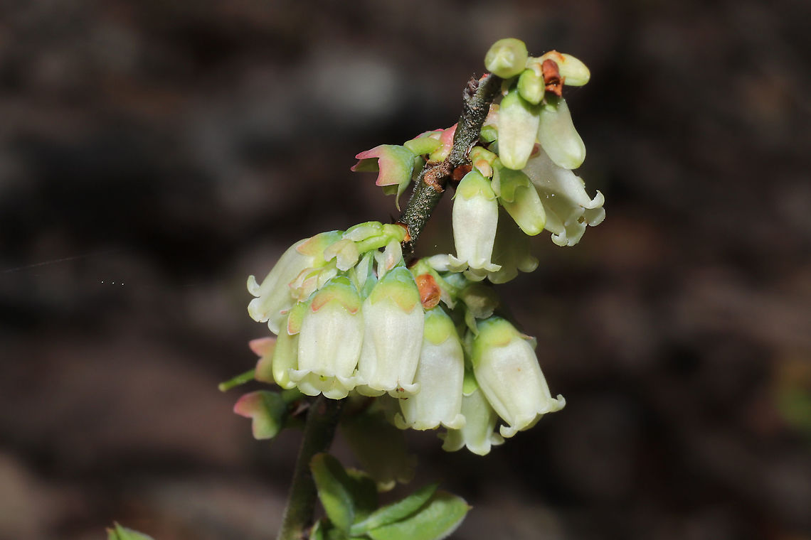 Blue Ridge Blueberry (Vaccinium pallidum) At a disturbed mixed forest edge, growing under chestnut oak.<br />
<figure class="photo"><a href="https://www.jungledragon.com/image/111594/blue_ridge_blueberry_vaccinium_pallidum.html" title="Blue Ridge Blueberry (Vaccinium pallidum)"><img src="https://s3.amazonaws.com/media.jungledragon.com/images/3231/111594_thumb.jpg?AWSAccessKeyId=05GMT0V3GWVNE7GGM1R2&Expires=1759968010&Signature=wQRPpoMDa59qM4wqK2LVs4neV6E%3D" width="200" height="134" alt="Blue Ridge Blueberry (Vaccinium pallidum) At a disturbed mixed forest edge, growing under chestnut oak.<br />
https://www.jungledragon.com/image/111593/blue_ridge_blueberry_vaccinium_pallidum.html Blue Ridge Blueberry,Geotagged,Spring,United States,Vaccinium pallidum" /></a></figure> Blue Ridge Blueberry,Geotagged,Spring,United States,Vaccinium pallidum