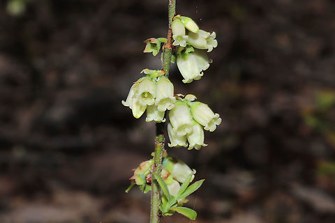 Blue Ridge Blueberry (Vaccinium pallidum) At a disturbed mixed forest edge, growing under chestnut oak.
https://www.jungledragon.com/image/111593/blue_ridge_blueberry_vaccinium_pallidum.html Blue Ridge Blueberry,Geotagged,Spring,United States,Vaccinium pallidum
