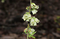 Blue Ridge Blueberry (Vaccinium pallidum) At a disturbed mixed forest edge, growing under chestnut oak.<br />
https://www.jungledragon.com/image/111593/blue_ridge_blueberry_vaccinium_pallidum.html Blue Ridge Blueberry,Geotagged,Spring,United States,Vaccinium pallidum