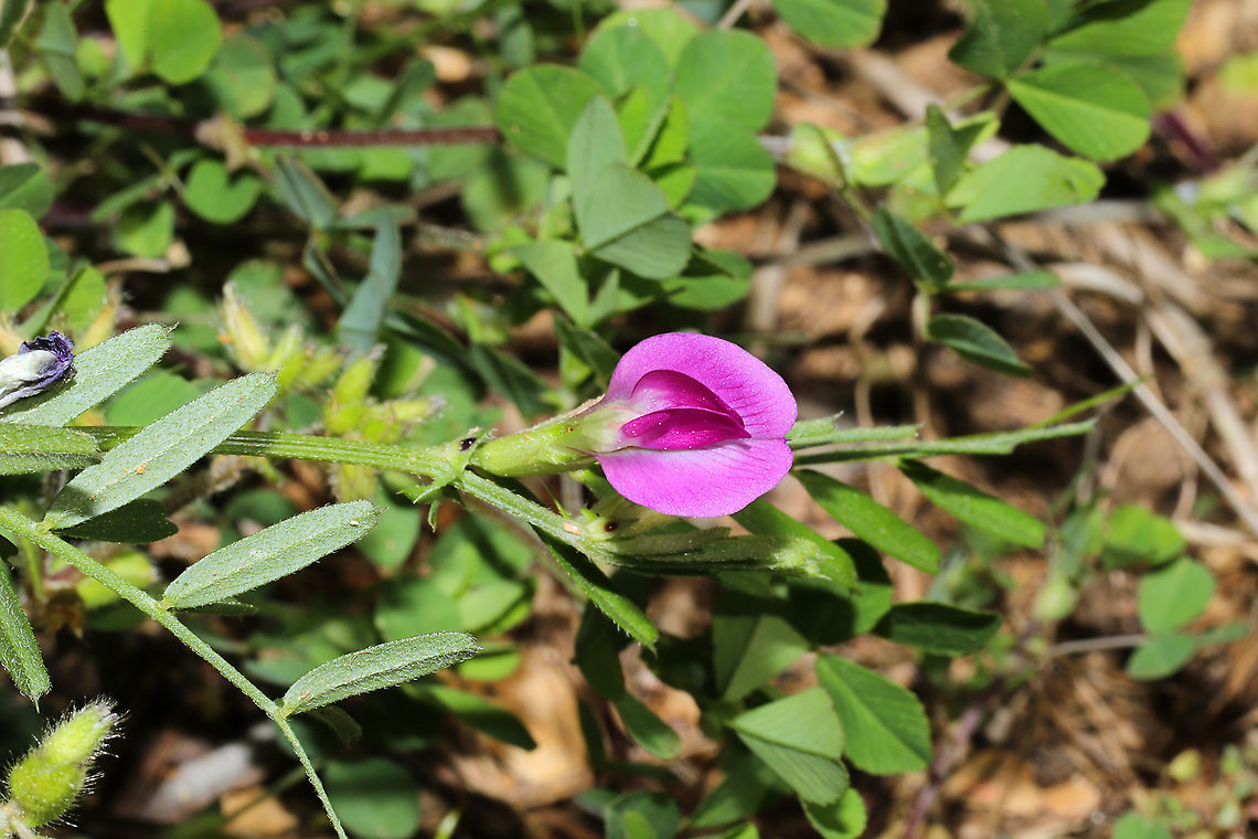 Common Vetch (Vicia sativa) Nonnative. In a "grassy/meadowy" disturbed area at a mixed forest edge.<br />
 Common vetch,Geotagged,Spring,United States,Vicia sativa
