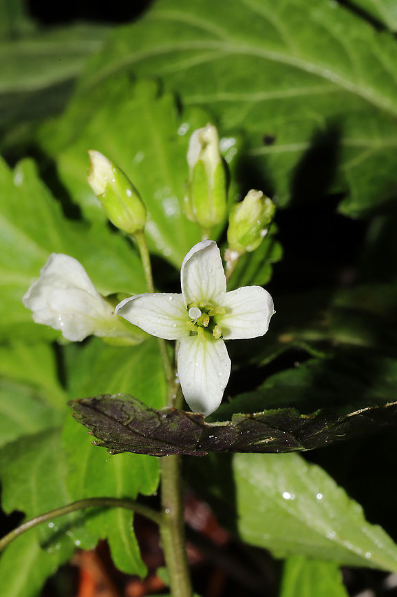 Crinkleroot (Cardamine diphylla) Growing in a flood plain by a seasonal stream in a mixed forest understory.<br />
<figure class="photo"><a href="https://www.jungledragon.com/image/111616/crinkleroot_cardamine_diphylla.html" title="Crinkleroot (Cardamine diphylla)"><img src="https://s3.amazonaws.com/media.jungledragon.com/images/3231/111616_thumb.jpg?AWSAccessKeyId=05GMT0V3GWVNE7GGM1R2&Expires=1767225610&Signature=mP5VugF4RRZ%2B42OE%2Fnmpr9dfgYs%3D" width="200" height="134" alt="Crinkleroot (Cardamine diphylla) Growing in a flood plain by a seasonal stream in a mixed forest understory.<br />
https://www.jungledragon.com/image/111615/two-leaved_toothwort_cardamine_diphylla.html Cardamine diphylla,Geotagged,Spring,Two-leaved Toothwort,United States" /></a></figure><br />
 Cardamine diphylla,Geotagged,Spring,Two-leaved Toothwort,United States