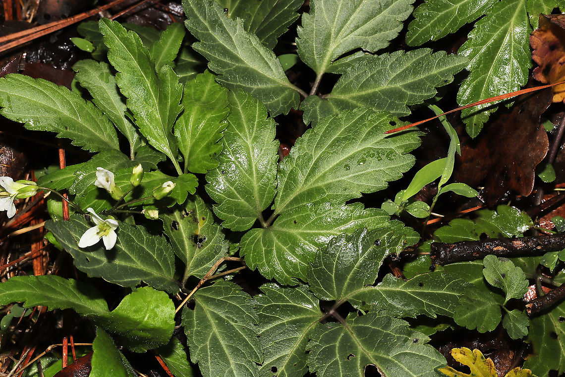 Crinkleroot (Cardamine diphylla) Growing in a flood plain by a seasonal stream in a mixed forest understory.<br />
<figure class="photo"><a href="https://www.jungledragon.com/image/111615/crinkleroot_cardamine_diphylla.html" title="Crinkleroot (Cardamine diphylla)"><img src="https://s3.amazonaws.com/media.jungledragon.com/images/3231/111615_thumb.jpg?AWSAccessKeyId=05GMT0V3GWVNE7GGM1R2&Expires=1767225610&Signature=QHypis5OSbAnL0pm8aCr5Yoz9%2BE%3D" width="102" height="152" alt="Crinkleroot (Cardamine diphylla) Growing in a flood plain by a seasonal stream in a mixed forest understory.<br />
https://www.jungledragon.com/image/111616/two-leaved_toothwort_cardamine_diphylla.html<br />
 Cardamine diphylla,Geotagged,Spring,Two-leaved Toothwort,United States" /></a></figure> Cardamine diphylla,Geotagged,Spring,Two-leaved Toothwort,United States