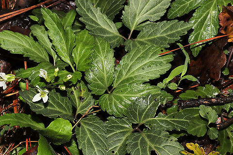 Crinkleroot (Cardamine diphylla) Growing in a flood plain by a seasonal stream in a mixed forest understory.
https://www.jungledragon.com/image/111615/two-leaved_toothwort_cardamine_diphylla.html Cardamine diphylla,Geotagged,Spring,Two-leaved Toothwort,United States