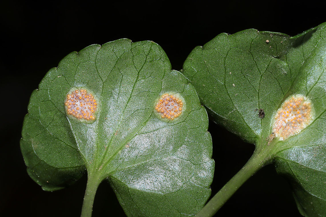 Violet Rust (Puccinia violae) In a mixed forest understory, growing on Viola sororia. Murray County, GA, US. April 2021.<br />
I may or may not have squeed a little over this one. A first for me!<br />
<figure class="photo"><a href="https://www.jungledragon.com/image/111769/violet_rust_puccinia_violae.html" title="Violet Rust (Puccinia violae)"><img src="https://s3.amazonaws.com/media.jungledragon.com/images/3231/111769_thumb.jpg?AWSAccessKeyId=05GMT0V3GWVNE7GGM1R2&Expires=1759968010&Signature=d6OQeaxkTr%2FMBfGSKuAK8%2BUblnc%3D" width="200" height="134" alt="Violet Rust (Puccinia violae) In a mixed forest understory, growing on Viola sororia. Murray County, GA, US. April 2021.<br />
I may or may not have squeed a little over this one. A first for me! <br />
https://www.jungledragon.com/image/111768/violet_rust_puccinia_violae.html<br />
https://www.jungledragon.com/image/111770/violet_rust_puccinia_violae.html Geotagged,Phragmidium violaceum,Spring,United States" /></a></figure><br />
<figure class="photo"><a href="https://www.jungledragon.com/image/111770/violet_rust_puccinia_violae.html" title="Violet Rust (Puccinia violae)"><img src="https://s3.amazonaws.com/media.jungledragon.com/images/3231/111770_thumb.jpg?AWSAccessKeyId=05GMT0V3GWVNE7GGM1R2&Expires=1759968010&Signature=qpPAVPLq5UI%2BQH9s8q0QmWBkgqA%3D" width="200" height="134" alt="Violet Rust (Puccinia violae) In a mixed forest understory, growing on Viola sororia. Murray County, GA, US. April 2021.<br />
I may or may not have squeed a little over this one. A first for me! <br />
https://www.jungledragon.com/image/111768/violet_rust_puccinia_violae.html<br />
https://www.jungledragon.com/image/111769/violet_rust_puccinia_violae.html Geotagged,Phragmidium violaceum,Spring,United States" /></a></figure> Geotagged,Phragmidium violaceum,Spring,United States
