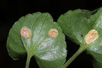 Violet Rust (Puccinia violae) In a mixed forest understory, growing on Viola sororia. Murray County, GA, US. April 2021.<br />
I may or may not have squeed a little over this one. A first for me!<br />
https://www.jungledragon.com/image/111769/violet_rust_puccinia_violae.html<br />
https://www.jungledragon.com/image/111770/violet_rust_puccinia_violae.html Geotagged,Phragmidium violaceum,Spring,United States
