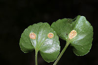 Violet Rust (Puccinia violae) In a mixed forest understory, growing on Viola sororia. Murray County, GA, US. April 2021.<br />
I may or may not have squeed a little over this one. A first for me! <br />
https://www.jungledragon.com/image/111768/violet_rust_puccinia_violae.html<br />
https://www.jungledragon.com/image/111770/violet_rust_puccinia_violae.html Geotagged,Phragmidium violaceum,Spring,United States