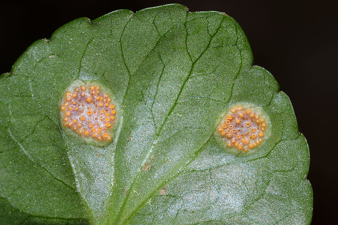 Violet Rust (Puccinia violae) In a mixed forest understory, growing on Viola sororia. Murray County, GA, US. April 2021.<br />
I may or may not have squeed a little over this one. A first for me! <br />
<figure class="photo"><a href="https://www.jungledragon.com/image/111768/violet_rust_puccinia_violae.html" title="Violet Rust (Puccinia violae)"><img src="https://s3.amazonaws.com/media.jungledragon.com/images/3231/111768_thumb.jpg?AWSAccessKeyId=05GMT0V3GWVNE7GGM1R2&Expires=1763596810&Signature=Wi9LubP%2BIbJ45x1pIBAmXK4AJ3s%3D" width="200" height="134" alt="Violet Rust (Puccinia violae) In a mixed forest understory, growing on Viola sororia. Murray County, GA, US. April 2021.<br />
I may or may not have squeed a little over this one. A first for me!<br />
https://www.jungledragon.com/image/111769/violet_rust_puccinia_violae.html<br />
https://www.jungledragon.com/image/111770/violet_rust_puccinia_violae.html Geotagged,Phragmidium violaceum,Spring,United States" /></a></figure><br />
<figure class="photo"><a href="https://www.jungledragon.com/image/111769/violet_rust_puccinia_violae.html" title="Violet Rust (Puccinia violae)"><img src="https://s3.amazonaws.com/media.jungledragon.com/images/3231/111769_thumb.jpg?AWSAccessKeyId=05GMT0V3GWVNE7GGM1R2&Expires=1763596810&Signature=dfzRB5pndpm%2BoeWbAxp8kyi%2Fqbc%3D" width="200" height="134" alt="Violet Rust (Puccinia violae) In a mixed forest understory, growing on Viola sororia. Murray County, GA, US. April 2021.<br />
I may or may not have squeed a little over this one. A first for me! <br />
https://www.jungledragon.com/image/111768/violet_rust_puccinia_violae.html<br />
https://www.jungledragon.com/image/111770/violet_rust_puccinia_violae.html Geotagged,Phragmidium violaceum,Spring,United States" /></a></figure> Geotagged,Phragmidium violaceum,Spring,United States