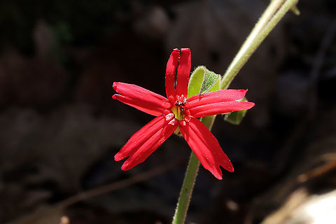 Fire Pink (Silene virginica) Growing at a rocky outcrop in a mixed forest understory.
 Fire pink,Geotagged,Silene virginica,Spring,United States