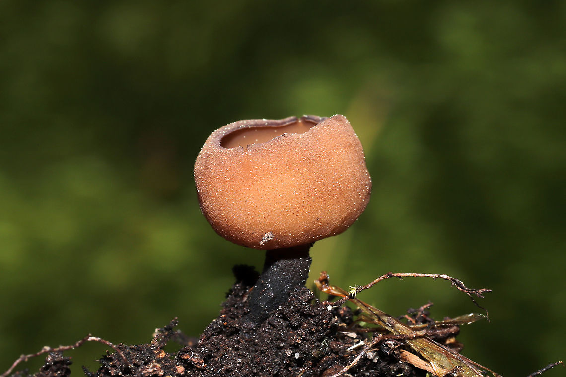 Rutstroemia sp. Growing in moss and soil on a forested trail in Murray County, GA, US. April 2021.<br />
<br />
This is an entirely new genus to me. Anyone with a scope/camera setup want to take a look-see? I have specimens! <br />
<figure class="photo"><a href="https://www.jungledragon.com/image/111923/rutstroemia_sp.html" title="Rutstroemia sp."><img src="https://s3.amazonaws.com/media.jungledragon.com/images/3231/111923_thumb.jpg?AWSAccessKeyId=05GMT0V3GWVNE7GGM1R2&Expires=1767225610&Signature=wB8C7no1qKQ%2FE95RT8ui6cZjp2w%3D" width="200" height="134" alt="Rutstroemia sp. Growing in moss and soil on a forested trail in Murray County, GA, US. April 2021.<br />
<br />
This is an entirely new genus to me. Anyone with a scope/camera setup want to take a look-see? I have specimens! <br />
https://www.jungledragon.com/image/111922/rutstroemia_sp._--.html Geotagged,Spring,United States" /></a></figure> Geotagged,Spring,United States