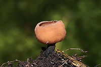 Rutstroemia sp. Growing in moss and soil on a forested trail in Murray County, GA, US. April 2021.<br />
<br />
This is an entirely new genus to me. Anyone with a scope/camera setup want to take a look-see? I have specimens! <br />
https://www.jungledragon.com/image/111923/rutstroemia_sp.html Geotagged,Spring,United States