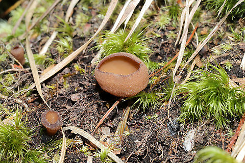 Rutstroemia sp. Growing in moss and soil on a forested trail in Murray County, GA, US. April 2021.
This is an entirely new genus to me. Anyone with a scope/camera setup want to take a look-see? I have specimens! 
https://www.jungledragon.com/image/111922/rutstroemia_sp._--.html Geotagged,Spring,United States