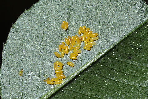 Unknown Insect Eggs Insect eggs on a clover leaf. If you zoom at the top right of the egg mass, it looks like a tiny (first instar) caterpillar? I'm unsure. Geotagged,Spring,United States