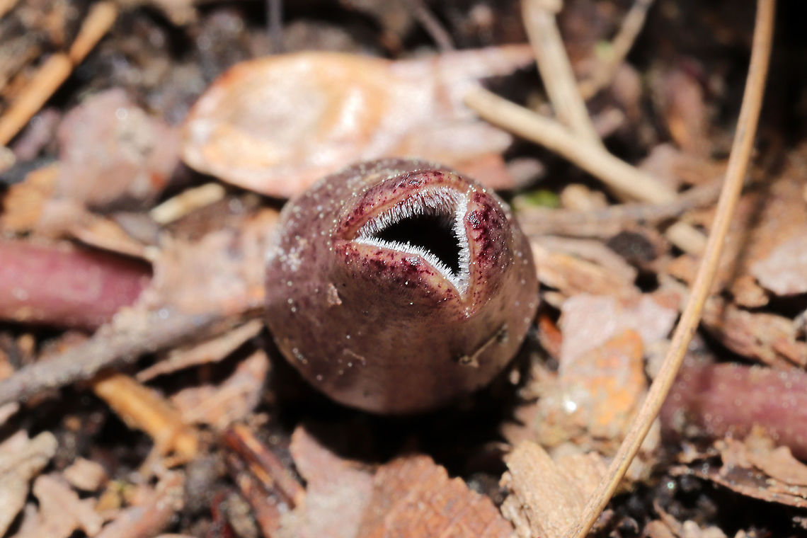 Little Brown Jug (Hexastylis arifolia) Growing in leaf litter on a forested trail.<br />
<figure class="photo"><a href="https://www.jungledragon.com/image/111994/little_brown_jug_hexastylis_arifolia.html" title="Little Brown Jug (Hexastylis arifolia)"><img src="https://s3.amazonaws.com/media.jungledragon.com/images/3231/111994_thumb.jpg?AWSAccessKeyId=05GMT0V3GWVNE7GGM1R2&Expires=1759968010&Signature=MZGyT%2F%2FW2Q07gQDi3qiwiymIKr0%3D" width="200" height="134" alt="Little Brown Jug (Hexastylis arifolia) Growing in leaf litter on a forested trail. <br />
https://www.jungledragon.com/image/111992/little_brown_jug_hexastylis_arifolia.html<br />
https://www.jungledragon.com/image/111993/little_brown_jug_hexastylis_arifolia.html Geotagged,Hexastylis arifolia,Little brown jug,Spring,United States" /></a></figure><br />
<figure class="photo"><a href="https://www.jungledragon.com/image/111993/little_brown_jug_hexastylis_arifolia.html" title="Little Brown Jug (Hexastylis arifolia)"><img src="https://s3.amazonaws.com/media.jungledragon.com/images/3231/111993_thumb.jpg?AWSAccessKeyId=05GMT0V3GWVNE7GGM1R2&Expires=1759968010&Signature=m8mCOJ%2FJUeubV0n18oIeY3YPmVs%3D" width="200" height="134" alt="Little Brown Jug (Hexastylis arifolia) Growing in leaf litter on a forested trail.<br />
https://www.jungledragon.com/image/111994/little_brown_jug_hexastylis_arifolia.html<br />
https://www.jungledragon.com/image/111992/little_brown_jug_hexastylis_arifolia.html Geotagged,Hexastylis arifolia,Little brown jug,Spring,United States" /></a></figure> Geotagged,Hexastylis arifolia,Little brown jug,Spring,United States