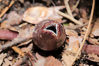Little Brown Jug (Hexastylis arifolia) Growing in leaf litter on a forested trail.<br />
https://www.jungledragon.com/image/111994/little_brown_jug_hexastylis_arifolia.html<br />
https://www.jungledragon.com/image/111993/little_brown_jug_hexastylis_arifolia.html Geotagged,Hexastylis arifolia,Little brown jug,Spring,United States