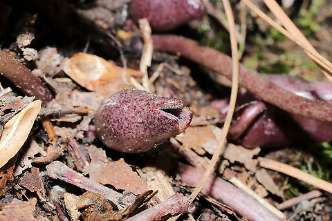 Little Brown Jug (Hexastylis arifolia) Growing in leaf litter on a forested trail.
https://www.jungledragon.com/image/111994/little_brown_jug_hexastylis_arifolia.html
https://www.jungledragon.com/image/111992/little_brown_jug_hexastylis_arifolia.html Geotagged,Hexastylis arifolia,Little brown jug,Spring,United States