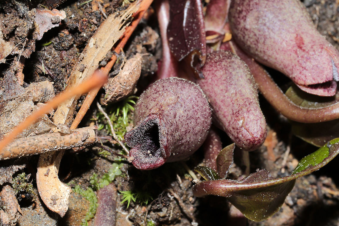 Little Brown Jug (Hexastylis arifolia) Growing in leaf litter on a forested trail. <br />
<figure class="photo"><a href="https://www.jungledragon.com/image/111992/little_brown_jug_hexastylis_arifolia.html" title="Little Brown Jug (Hexastylis arifolia)"><img src="https://s3.amazonaws.com/media.jungledragon.com/images/3231/111992_thumb.jpg?AWSAccessKeyId=05GMT0V3GWVNE7GGM1R2&Expires=1769040010&Signature=%2BRy1l6r7qtXLieXCmk2iroztfhI%3D" width="200" height="134" alt="Little Brown Jug (Hexastylis arifolia) Growing in leaf litter on a forested trail.<br />
https://www.jungledragon.com/image/111994/little_brown_jug_hexastylis_arifolia.html<br />
https://www.jungledragon.com/image/111993/little_brown_jug_hexastylis_arifolia.html Geotagged,Hexastylis arifolia,Little brown jug,Spring,United States" /></a></figure><br />
<figure class="photo"><a href="https://www.jungledragon.com/image/111993/little_brown_jug_hexastylis_arifolia.html" title="Little Brown Jug (Hexastylis arifolia)"><img src="https://s3.amazonaws.com/media.jungledragon.com/images/3231/111993_thumb.jpg?AWSAccessKeyId=05GMT0V3GWVNE7GGM1R2&Expires=1769040010&Signature=P5GIl5XpzFJE9GEj1SAg1Ija5Lc%3D" width="200" height="134" alt="Little Brown Jug (Hexastylis arifolia) Growing in leaf litter on a forested trail.<br />
https://www.jungledragon.com/image/111994/little_brown_jug_hexastylis_arifolia.html<br />
https://www.jungledragon.com/image/111992/little_brown_jug_hexastylis_arifolia.html Geotagged,Hexastylis arifolia,Little brown jug,Spring,United States" /></a></figure> Geotagged,Hexastylis arifolia,Little brown jug,Spring,United States