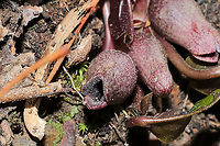 Little Brown Jug (Hexastylis arifolia) Growing in leaf litter on a forested trail. <br />
https://www.jungledragon.com/image/111992/little_brown_jug_hexastylis_arifolia.html<br />
https://www.jungledragon.com/image/111993/little_brown_jug_hexastylis_arifolia.html Geotagged,Hexastylis arifolia,Little brown jug,Spring,United States