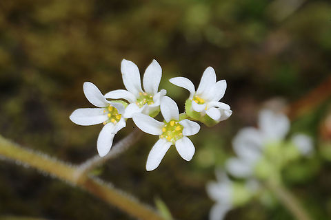 Virginia Saxifrage (Micranthes virginiensis) Growing on a woodland trail, in moss.
 Early saxifrage,Geotagged,Micranthes virginiensis,Spring,United States