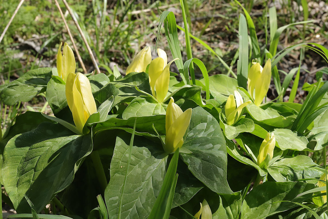 Yellow Wakerobin (Trillium luteum) Growing in a forested floodplain.<br />
<br />
Easily one of my favorite flowers. The blooms smell like lemons, and they are so dainty but vibrant!\<figure class="photo"><a href="https://www.jungledragon.com/image/112009/yellow_wakerobin_trillium_luteum.html" title="Yellow Wakerobin (Trillium luteum)"><img src="https://s3.amazonaws.com/media.jungledragon.com/images/3231/112009_thumb.jpg?AWSAccessKeyId=05GMT0V3GWVNE7GGM1R2&Expires=1767225610&Signature=jLXHEuCDemw8FXrMpODdA7vwJNg%3D" width="200" height="134" alt="Yellow Wakerobin (Trillium luteum) Growing in a forested floodplain.<br />
<br />
Easily one of my favorite flowers. The blooms smell like lemons, and they are so dainty but vibrant!<br />
https://www.jungledragon.com/image/112008/yellow_wakerobin_trillium_luteum.html<br />
https://www.jungledragon.com/image/112010/yellow_wakerobin_trillium_luteum.html<br />
https://www.jungledragon.com/image/112011/yellow_wakerobin_trillium_luteum.html Geotagged,Spring,Trillium luteum,United States,Yellow trillium" /></a></figure><br />
<figure class="photo"><a href="https://www.jungledragon.com/image/112010/yellow_wakerobin_trillium_luteum.html" title="Yellow Wakerobin (Trillium luteum)"><img src="https://s3.amazonaws.com/media.jungledragon.com/images/3231/112010_thumb.jpg?AWSAccessKeyId=05GMT0V3GWVNE7GGM1R2&Expires=1767225610&Signature=Emz1RbHVFXUhW9ELkTP089Nq0Fg%3D" width="200" height="134" alt="Yellow Wakerobin (Trillium luteum) Growing in a forested floodplain.<br />
<br />
Easily one of my favorite flowers. The blooms smell like lemons, and they are so dainty but vibrant! <br />
https://www.jungledragon.com/image/112008/yellow_wakerobin_trillium_luteum.html<br />
https://www.jungledragon.com/image/112009/yellow_wakerobin_trillium_luteum.html<br />
https://www.jungledragon.com/image/112011/yellow_wakerobin_trillium_luteum.html Geotagged,Spring,Trillium luteum,United States,Yellow trillium" /></a></figure><br />
<figure class="photo"><a href="https://www.jungledragon.com/image/112011/yellow_wakerobin_trillium_luteum.html" title="Yellow Wakerobin (Trillium luteum)"><img src="https://s3.amazonaws.com/media.jungledragon.com/images/3231/112011_thumb.jpg?AWSAccessKeyId=05GMT0V3GWVNE7GGM1R2&Expires=1767225610&Signature=8p0sX14LzNMuP3%2BHZ3HL0W5aWGE%3D" width="102" height="152" alt="Yellow Wakerobin (Trillium luteum) Growing in a forested floodplain.<br />
<br />
Easily one of my favorite flowers. The blooms smell like lemons, and they are so dainty but vibrant! <br />
https://www.jungledragon.com/image/112008/yellow_wakerobin_trillium_luteum.html<br />
https://www.jungledragon.com/image/112010/yellow_wakerobin_trillium_luteum.html<br />
https://www.jungledragon.com/image/112009/yellow_wakerobin_trillium_luteum.html Geotagged,Spring,Trillium luteum,United States,Yellow trillium" /></a></figure><br />
 Geotagged,Spring,Trillium luteum,United States,Yellow trillium