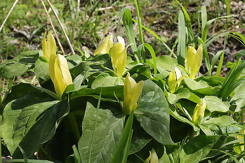 Yellow Wakerobin (Trillium luteum) Growing in a forested floodplain.

Easily one of my favorite flowers. The blooms smell like lemons, and they are so dainty but vibrant!\https://www.jungledragon.com/image/112009/yellow_wakerobin_trillium_luteum.html
https://www.jungledragon.com/image/112010/yellow_wakerobin_trillium_luteum.html
https://www.jungledragon.com/image/112011/yellow_wakerobin_trillium_luteum.html
 Geotagged,Spring,Trillium luteum,United States,Yellow trillium