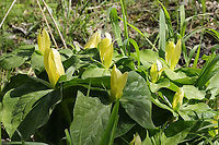 Yellow Wakerobin (Trillium luteum) Growing in a forested floodplain.<br />
<br />
Easily one of my favorite flowers. The blooms smell like lemons, and they are so dainty but vibrant!\https://www.jungledragon.com/image/112009/yellow_wakerobin_trillium_luteum.html<br />
https://www.jungledragon.com/image/112010/yellow_wakerobin_trillium_luteum.html<br />
https://www.jungledragon.com/image/112011/yellow_wakerobin_trillium_luteum.html<br />
 Geotagged,Spring,Trillium luteum,United States,Yellow trillium
