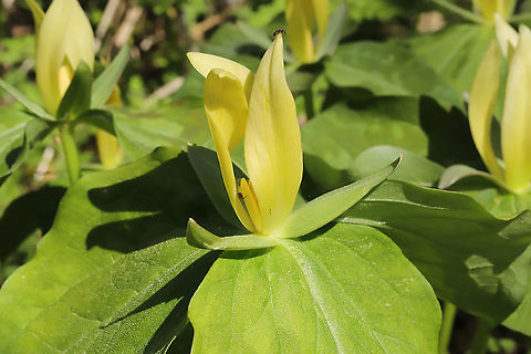 Yellow Wakerobin (Trillium luteum) Growing in a forested floodplain.

Easily one of my favorite flowers. The blooms smell like lemons, and they are so dainty but vibrant!
https://www.jungledragon.com/image/112008/yellow_wakerobin_trillium_luteum.html
https://www.jungledragon.com/image/112010/yellow_wakerobin_trillium_luteum.html
https://www.jungledragon.com/image/112011/yellow_wakerobin_trillium_luteum.html Geotagged,Spring,Trillium luteum,United States,Yellow trillium