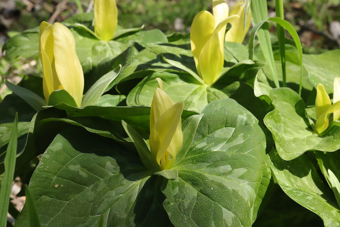 Yellow Wakerobin (Trillium luteum) Growing in a forested floodplain.<br />
<br />
Easily one of my favorite flowers. The blooms smell like lemons, and they are so dainty but vibrant! <br />
<figure class="photo"><a href="https://www.jungledragon.com/image/112008/yellow_wakerobin_trillium_luteum.html" title="Yellow Wakerobin (Trillium luteum)"><img src="https://s3.amazonaws.com/media.jungledragon.com/images/3231/112008_thumb.jpg?AWSAccessKeyId=05GMT0V3GWVNE7GGM1R2&Expires=1767225610&Signature=UIgGe1QUKLFS%2FiiRKBEflvpsyXg%3D" width="200" height="134" alt="Yellow Wakerobin (Trillium luteum) Growing in a forested floodplain.<br />
<br />
Easily one of my favorite flowers. The blooms smell like lemons, and they are so dainty but vibrant!\https://www.jungledragon.com/image/112009/yellow_wakerobin_trillium_luteum.html<br />
https://www.jungledragon.com/image/112010/yellow_wakerobin_trillium_luteum.html<br />
https://www.jungledragon.com/image/112011/yellow_wakerobin_trillium_luteum.html<br />
 Geotagged,Spring,Trillium luteum,United States,Yellow trillium" /></a></figure><br />
<figure class="photo"><a href="https://www.jungledragon.com/image/112009/yellow_wakerobin_trillium_luteum.html" title="Yellow Wakerobin (Trillium luteum)"><img src="https://s3.amazonaws.com/media.jungledragon.com/images/3231/112009_thumb.jpg?AWSAccessKeyId=05GMT0V3GWVNE7GGM1R2&Expires=1767225610&Signature=jLXHEuCDemw8FXrMpODdA7vwJNg%3D" width="200" height="134" alt="Yellow Wakerobin (Trillium luteum) Growing in a forested floodplain.<br />
<br />
Easily one of my favorite flowers. The blooms smell like lemons, and they are so dainty but vibrant!<br />
https://www.jungledragon.com/image/112008/yellow_wakerobin_trillium_luteum.html<br />
https://www.jungledragon.com/image/112010/yellow_wakerobin_trillium_luteum.html<br />
https://www.jungledragon.com/image/112011/yellow_wakerobin_trillium_luteum.html Geotagged,Spring,Trillium luteum,United States,Yellow trillium" /></a></figure><br />
<figure class="photo"><a href="https://www.jungledragon.com/image/112011/yellow_wakerobin_trillium_luteum.html" title="Yellow Wakerobin (Trillium luteum)"><img src="https://s3.amazonaws.com/media.jungledragon.com/images/3231/112011_thumb.jpg?AWSAccessKeyId=05GMT0V3GWVNE7GGM1R2&Expires=1767225610&Signature=8p0sX14LzNMuP3%2BHZ3HL0W5aWGE%3D" width="102" height="152" alt="Yellow Wakerobin (Trillium luteum) Growing in a forested floodplain.<br />
<br />
Easily one of my favorite flowers. The blooms smell like lemons, and they are so dainty but vibrant! <br />
https://www.jungledragon.com/image/112008/yellow_wakerobin_trillium_luteum.html<br />
https://www.jungledragon.com/image/112010/yellow_wakerobin_trillium_luteum.html<br />
https://www.jungledragon.com/image/112009/yellow_wakerobin_trillium_luteum.html Geotagged,Spring,Trillium luteum,United States,Yellow trillium" /></a></figure> Geotagged,Spring,Trillium luteum,United States,Yellow trillium