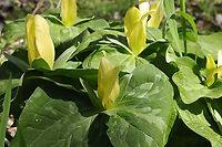 Yellow Wakerobin (Trillium luteum) Growing in a forested floodplain.<br />
<br />
Easily one of my favorite flowers. The blooms smell like lemons, and they are so dainty but vibrant! <br />
https://www.jungledragon.com/image/112008/yellow_wakerobin_trillium_luteum.html<br />
https://www.jungledragon.com/image/112009/yellow_wakerobin_trillium_luteum.html<br />
https://www.jungledragon.com/image/112011/yellow_wakerobin_trillium_luteum.html Geotagged,Spring,Trillium luteum,United States,Yellow trillium