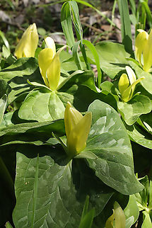 Yellow Wakerobin (Trillium luteum) Growing in a forested floodplain.

Easily one of my favorite flowers. The blooms smell like lemons, and they are so dainty but vibrant! 
https://www.jungledragon.com/image/112008/yellow_wakerobin_trillium_luteum.html
https://www.jungledragon.com/image/112010/yellow_wakerobin_trillium_luteum.html
https://www.jungledragon.com/image/112009/yellow_wakerobin_trillium_luteum.html Geotagged,Spring,Trillium luteum,United States,Yellow trillium