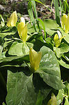 Yellow Wakerobin (Trillium luteum) Growing in a forested floodplain.<br />
<br />
Easily one of my favorite flowers. The blooms smell like lemons, and they are so dainty but vibrant! <br />
https://www.jungledragon.com/image/112008/yellow_wakerobin_trillium_luteum.html<br />
https://www.jungledragon.com/image/112010/yellow_wakerobin_trillium_luteum.html<br />
https://www.jungledragon.com/image/112009/yellow_wakerobin_trillium_luteum.html Geotagged,Spring,Trillium luteum,United States,Yellow trillium
