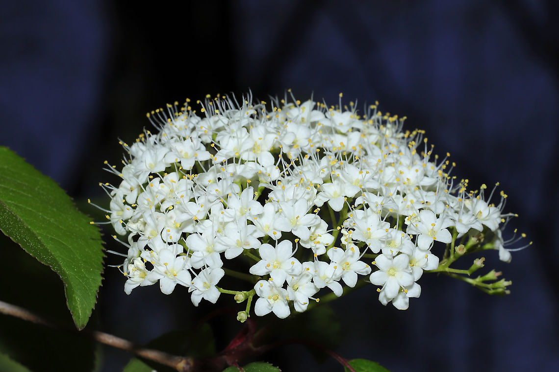 Blackhaw (Viburnum prunifolium)  In a mixed forest understory.<br />
Jason had to help me reach these blooms, so I made do with a subpar shot!<br />
 Geotagged,Spring,United States,Viburnum prunifolium