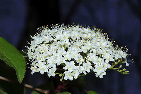 Blackhaw (Viburnum prunifolium)  In a mixed forest understory.
Jason had to help me reach these blooms, so I made do with a subpar shot!
 Geotagged,Spring,United States,Viburnum prunifolium
