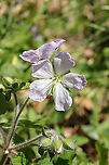 Wild Geranium (Geranium maculatum) Growing at the edge of a woodland trail.<br />
https://www.jungledragon.com/image/112053/wild_geranium_geranium_maculatum.html Geotagged,Geranium maculatum,Spotted Geranium,Spring,United States