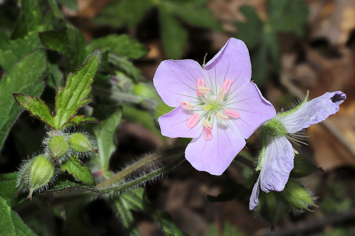 Wild Geranium (Geranium maculatum) Growing at the edge of a woodland trail.<br />
<figure class="photo"><a href="https://www.jungledragon.com/image/112052/wild_geranium_geranium_maculatum.html" title="Wild Geranium (Geranium maculatum)"><img src="https://s3.amazonaws.com/media.jungledragon.com/images/3231/112052_thumb.jpg?AWSAccessKeyId=05GMT0V3GWVNE7GGM1R2&Expires=1759968010&Signature=0KWcbz9FxN39itnWP8RgUVGmoGY%3D" width="102" height="152" alt="Wild Geranium (Geranium maculatum) Growing at the edge of a woodland trail.<br />
https://www.jungledragon.com/image/112053/wild_geranium_geranium_maculatum.html Geotagged,Geranium maculatum,Spotted Geranium,Spring,United States" /></a></figure> Geotagged,Geranium maculatum,Spotted Geranium,Spring,United States