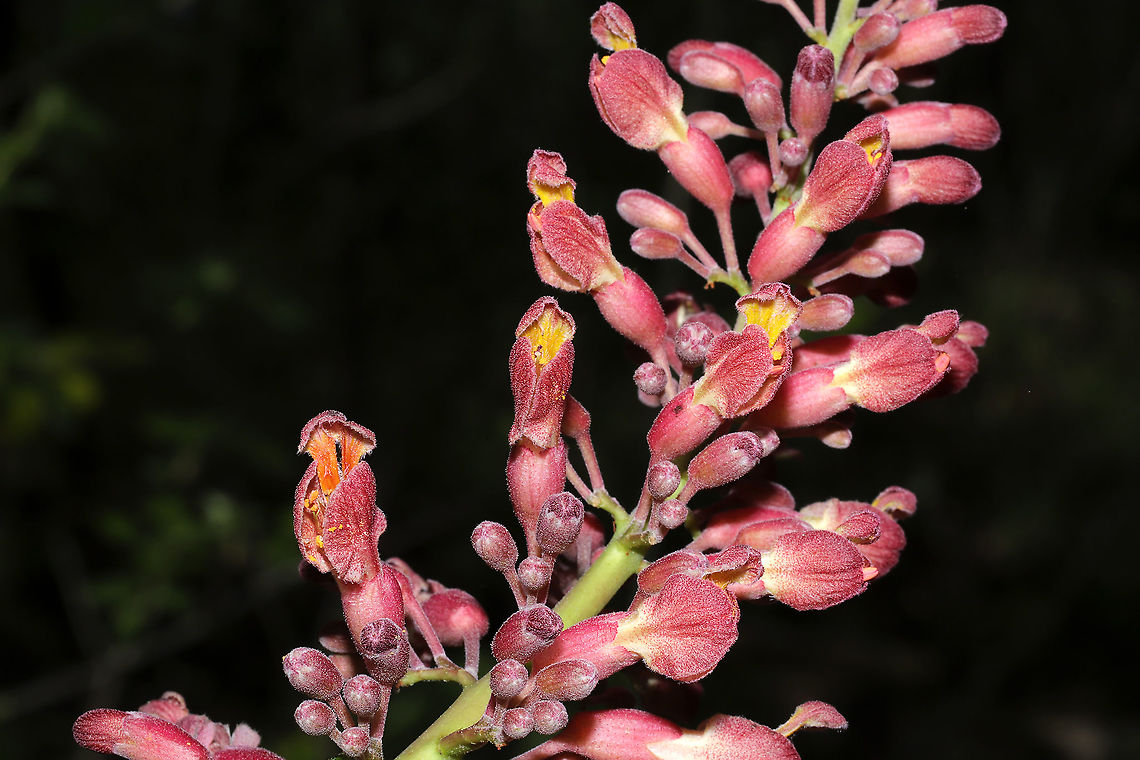 Red Buckeye (Aesculus pavia) Growing on a mixed wooded trail.<br />
<figure class="photo"><a href="https://www.jungledragon.com/image/112056/red_buckeye_aesculus_pavia.html" title="Red Buckeye (Aesculus pavia)"><img src="https://s3.amazonaws.com/media.jungledragon.com/images/3231/112056_thumb.jpg?AWSAccessKeyId=05GMT0V3GWVNE7GGM1R2&Expires=1767225610&Signature=BBy2wwMxVBLMBAknMuBTzLPn7jw%3D" width="200" height="134" alt="Red Buckeye (Aesculus pavia) Growing on a mixed wooded trail. <br />
https://www.jungledragon.com/image/112055/red_buckeye_aesculus_pavia.html<br />
https://www.jungledragon.com/image/112054/red_buckeye_aesculus_pavia.html Aesculus pavia,Geotagged,Red buckeye,Spring,United States" /></a></figure><br />
<figure class="photo"><a href="https://www.jungledragon.com/image/112055/red_buckeye_aesculus_pavia.html" title="Red Buckeye (Aesculus pavia)"><img src="https://s3.amazonaws.com/media.jungledragon.com/images/3231/112055_thumb.jpg?AWSAccessKeyId=05GMT0V3GWVNE7GGM1R2&Expires=1767225610&Signature=o%2Fl0yrXCblnCZrIrG8sJYrCpTDM%3D" width="200" height="200" alt="Red Buckeye (Aesculus pavia) Growing on a mixed wooded trail.<br />
https://www.jungledragon.com/image/112056/red_buckeye_aesculus_pavia.html<br />
https://www.jungledragon.com/image/112054/red_buckeye_aesculus_pavia.html Aesculus pavia,Geotagged,Red buckeye,Spring,United States" /></a></figure> Aesculus pavia,Geotagged,Red buckeye,Spring,United States