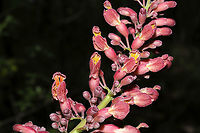 Red Buckeye (Aesculus pavia) Growing on a mixed wooded trail.<br />
https://www.jungledragon.com/image/112056/red_buckeye_aesculus_pavia.html<br />
https://www.jungledragon.com/image/112055/red_buckeye_aesculus_pavia.html Aesculus pavia,Geotagged,Red buckeye,Spring,United States