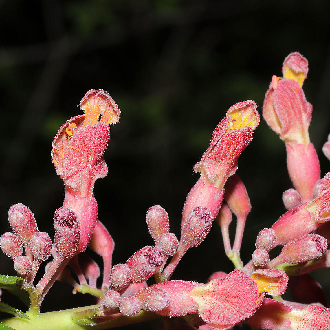 Red Buckeye (Aesculus pavia) Growing on a mixed wooded trail.<br />
<figure class="photo"><a href="https://www.jungledragon.com/image/112056/red_buckeye_aesculus_pavia.html" title="Red Buckeye (Aesculus pavia)"><img src="https://s3.amazonaws.com/media.jungledragon.com/images/3231/112056_thumb.jpg?AWSAccessKeyId=05GMT0V3GWVNE7GGM1R2&Expires=1767225610&Signature=BBy2wwMxVBLMBAknMuBTzLPn7jw%3D" width="200" height="134" alt="Red Buckeye (Aesculus pavia) Growing on a mixed wooded trail. <br />
https://www.jungledragon.com/image/112055/red_buckeye_aesculus_pavia.html<br />
https://www.jungledragon.com/image/112054/red_buckeye_aesculus_pavia.html Aesculus pavia,Geotagged,Red buckeye,Spring,United States" /></a></figure><br />
<figure class="photo"><a href="https://www.jungledragon.com/image/112054/red_buckeye_aesculus_pavia.html" title="Red Buckeye (Aesculus pavia)"><img src="https://s3.amazonaws.com/media.jungledragon.com/images/3231/112054_thumb.jpg?AWSAccessKeyId=05GMT0V3GWVNE7GGM1R2&Expires=1767225610&Signature=%2FnoUA7JbvW6lCWlZxz87EMp6EjM%3D" width="200" height="134" alt="Red Buckeye (Aesculus pavia) Growing on a mixed wooded trail.<br />
https://www.jungledragon.com/image/112056/red_buckeye_aesculus_pavia.html<br />
https://www.jungledragon.com/image/112055/red_buckeye_aesculus_pavia.html Aesculus pavia,Geotagged,Red buckeye,Spring,United States" /></a></figure> Aesculus pavia,Geotagged,Red buckeye,Spring,United States