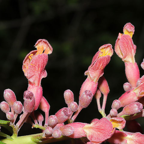 Red Buckeye (Aesculus pavia) Growing on a mixed wooded trail.
https://www.jungledragon.com/image/112056/red_buckeye_aesculus_pavia.html
https://www.jungledragon.com/image/112054/red_buckeye_aesculus_pavia.html Aesculus pavia,Geotagged,Red buckeye,Spring,United States