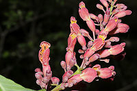 Red Buckeye (Aesculus pavia) Growing on a mixed wooded trail. <br />
https://www.jungledragon.com/image/112055/red_buckeye_aesculus_pavia.html<br />
https://www.jungledragon.com/image/112054/red_buckeye_aesculus_pavia.html Aesculus pavia,Geotagged,Red buckeye,Spring,United States