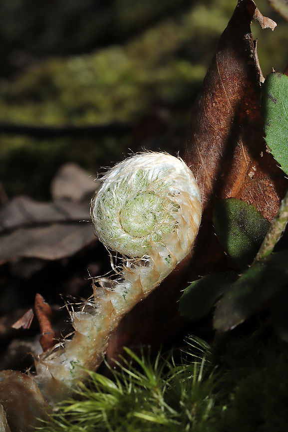 Christmas Fern Fiddlehead (Polystichum acrostichoides) On a woodland trail<br />
 Christmas fern,Geotagged,Polystichum acrostichoides,Spring,United States