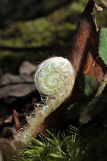 Christmas Fern Fiddlehead (Polystichum acrostichoides) On a woodland trail
 Christmas fern,Geotagged,Polystichum acrostichoides,Spring,United States