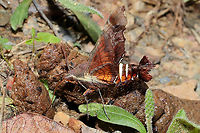 Nessus Sphinx (Amphion floridensis) Nectaring on what I'm assuming was stray dog feces. At a mixed forest edge.<br />
<br />
It was a struggle to photograph this moth as it was moving so quickly. The wingbeats were so fast that the air was vibrating!<br />
https://www.jungledragon.com/image/112178/nessus_sphinx_amphion_floridensis.html<br />
https://www.jungledragon.com/image/112177/nessus_sphinx_amphion_floridensis.html Amphion floridensis,Geotagged,Nessus sphinx,Spring,United States