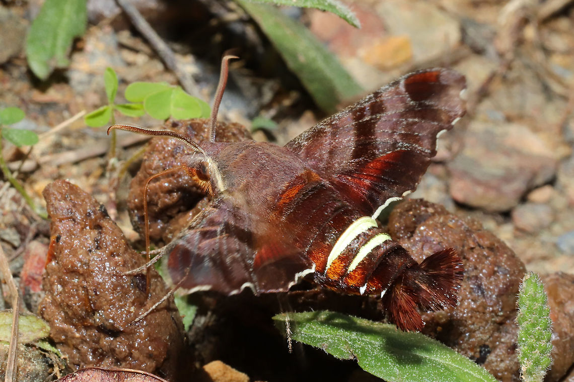 Nessus Sphinx (Amphion floridensis) Nectaring on what I&#039;m assuming was stray dog feces. At a mixed forest edge.<br />
<br />
It was a struggle to photograph this moth as it was moving so quickly. The wingbeats were so fast that the air was vibrating! <br />
<figure class="photo"><a href="https://www.jungledragon.com/image/112178/nessus_sphinx_amphion_floridensis.html" title="Nessus Sphinx (Amphion floridensis)"><img src="https://s3.amazonaws.com/media.jungledragon.com/images/3231/112178_thumb.jpg?AWSAccessKeyId=05GMT0V3GWVNE7GGM1R2&Expires=1759968010&Signature=aB8xAO7K4nwE%2BHyEgs%2FU3hb%2Fkk4%3D" width="200" height="134" alt="Nessus Sphinx (Amphion floridensis) Nectaring on what I&#039;m assuming was stray dog feces. At a mixed forest edge.<br />
<br />
It was a struggle to photograph this moth as it was moving so quickly. The wingbeats were so fast that the air was vibrating! <br />
https://www.jungledragon.com/image/112177/nessus_sphinx_amphion_floridensis.html<br />
https://www.jungledragon.com/image/112176/nessus_sphinx_amphion_floridensis.html Amphion floridensis,Geotagged,Nessus sphinx,Spring,United States" /></a></figure><br />
<figure class="photo"><a href="https://www.jungledragon.com/image/112176/nessus_sphinx_amphion_floridensis.html" title="Nessus Sphinx (Amphion floridensis)"><img src="https://s3.amazonaws.com/media.jungledragon.com/images/3231/112176_thumb.jpg?AWSAccessKeyId=05GMT0V3GWVNE7GGM1R2&Expires=1759968010&Signature=OcZWgDtuCzkSkqtXqNHmF2ItQ18%3D" width="200" height="134" alt="Nessus Sphinx (Amphion floridensis) Nectaring on what I&#039;m assuming was stray dog feces. At a mixed forest edge.<br />
<br />
It was a struggle to photograph this moth as it was moving so quickly. The wingbeats were so fast that the air was vibrating!<br />
https://www.jungledragon.com/image/112178/nessus_sphinx_amphion_floridensis.html<br />
https://www.jungledragon.com/image/112177/nessus_sphinx_amphion_floridensis.html Amphion floridensis,Geotagged,Nessus sphinx,Spring,United States" /></a></figure> Amphion floridensis,Geotagged,Nessus sphinx,Spring,United States