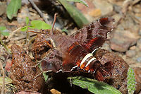 Nessus Sphinx (Amphion floridensis) Nectaring on what I'm assuming was stray dog feces. At a mixed forest edge.<br />
<br />
It was a struggle to photograph this moth as it was moving so quickly. The wingbeats were so fast that the air was vibrating! <br />
https://www.jungledragon.com/image/112178/nessus_sphinx_amphion_floridensis.html<br />
https://www.jungledragon.com/image/112176/nessus_sphinx_amphion_floridensis.html Amphion floridensis,Geotagged,Nessus sphinx,Spring,United States